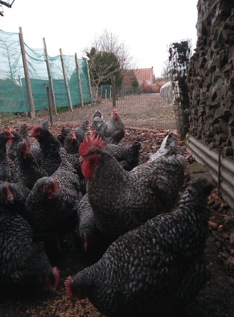 Fok tomen Mechelse koekoek, Dieren en Toebehoren, Pluimvee