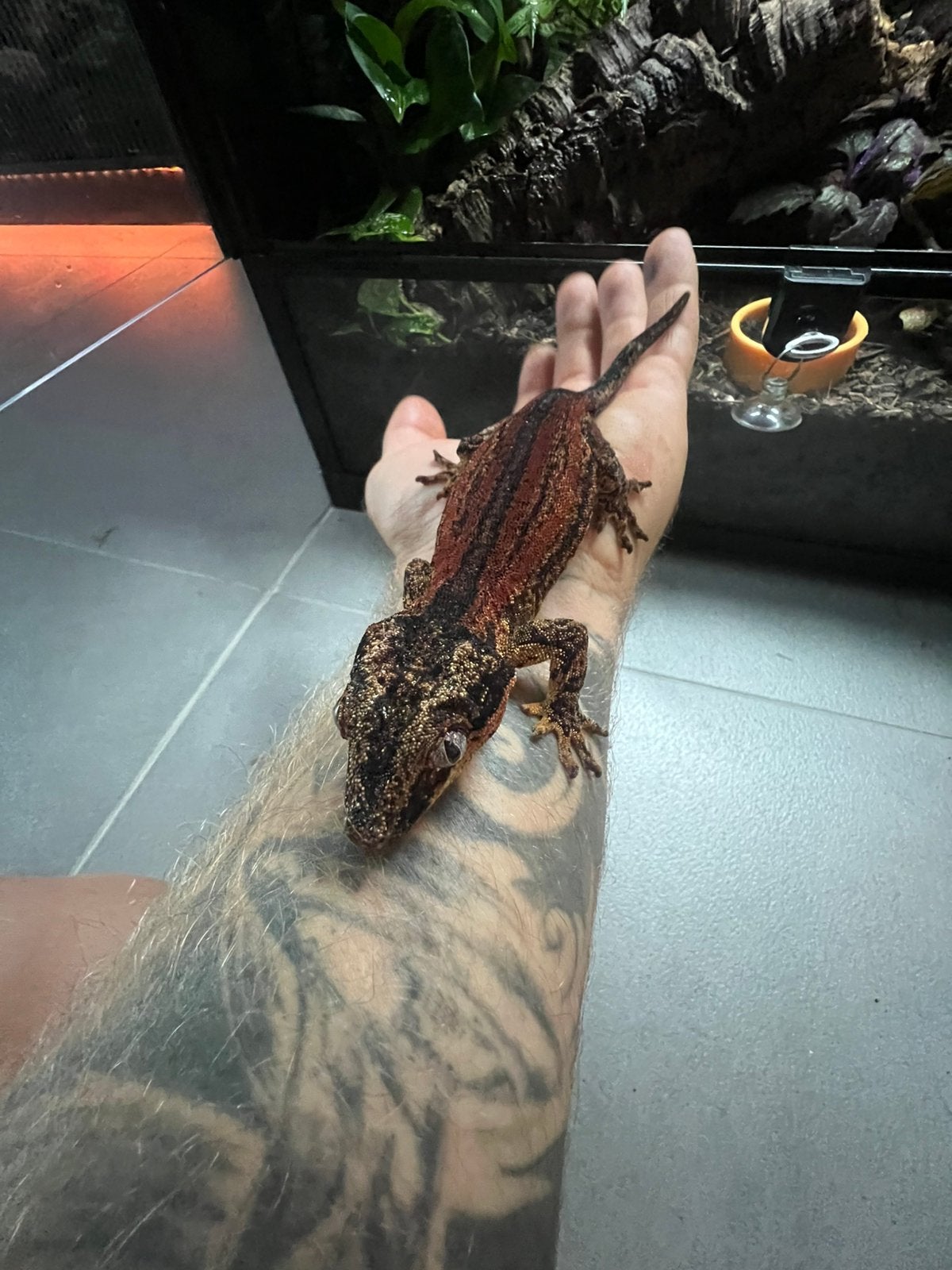 Gargoyle gecko’s, Met terrarium, 0 tot 2 jaar