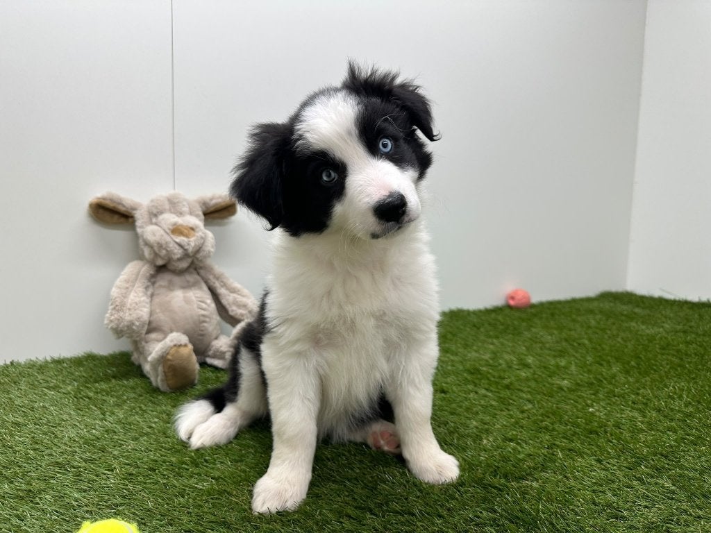 Portée de chiots Border Collie 2, Animaux & Accessoires, Maladie de Carré (chiens), Chienne, Belgique, Colley