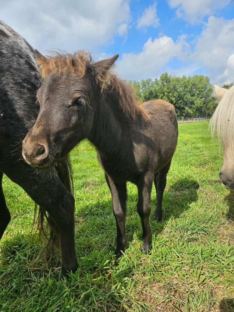 Minipaard merrieveulen, Dieren en Toebehoren, Merrie, Gechipt