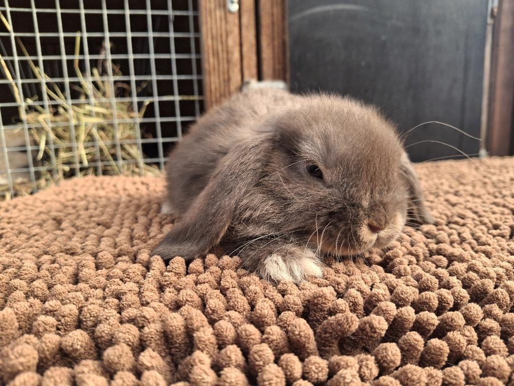 minilop voedster, Vrouwelijk, Hangoor, 0 tot 2 jaar