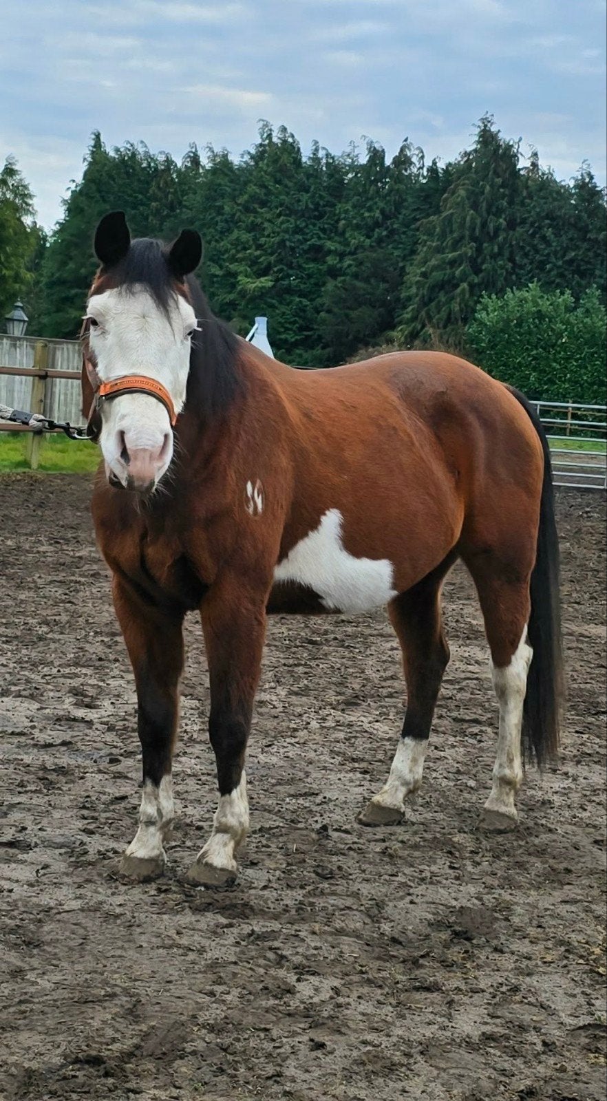 Spooks Gotta Dance bomproof ( ruin), Dieren en Toebehoren, E pony (1.48m - 1.57m), Met stamboom, Ruin, Niet van toepassing