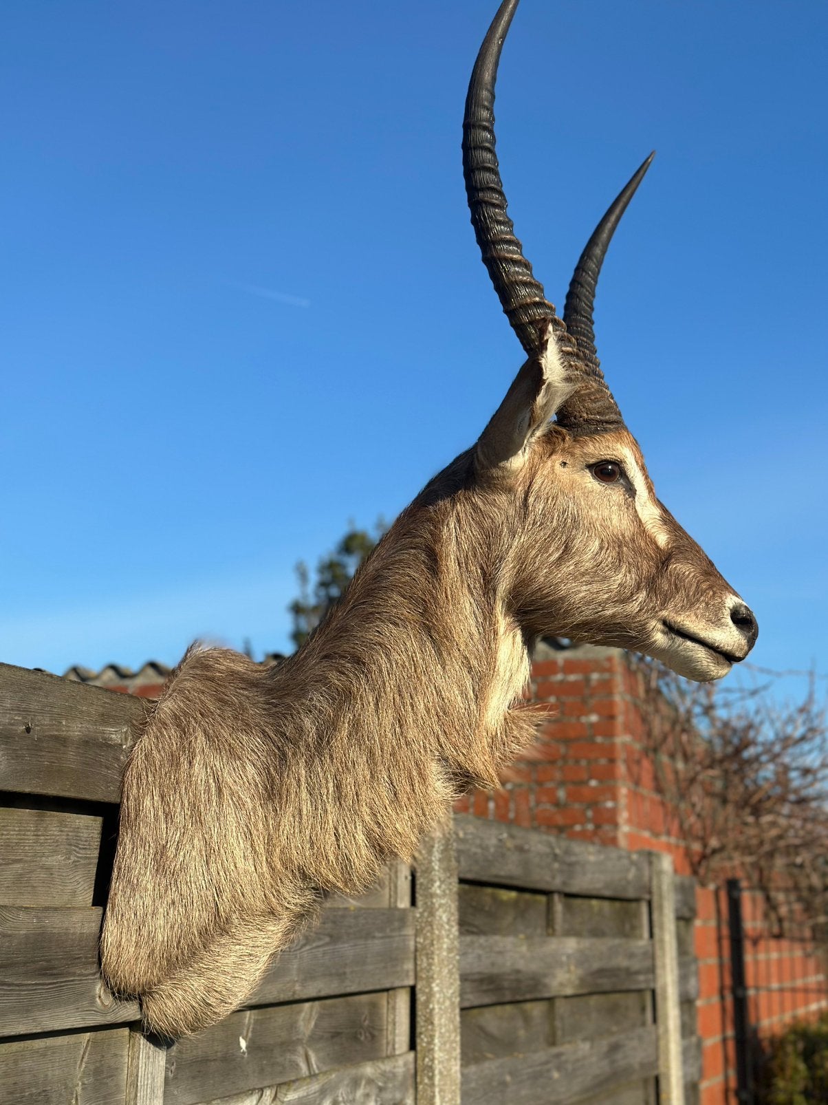 Opgezette super mooie waterbok, Enlèvement