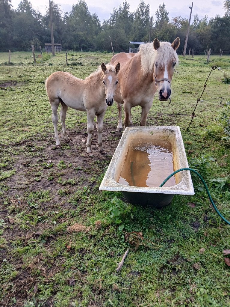 Haflinger hengste veulen, Animaux & Accessoires, Étalon, Non dressé, Poney de récréation, 0 à 2 ans