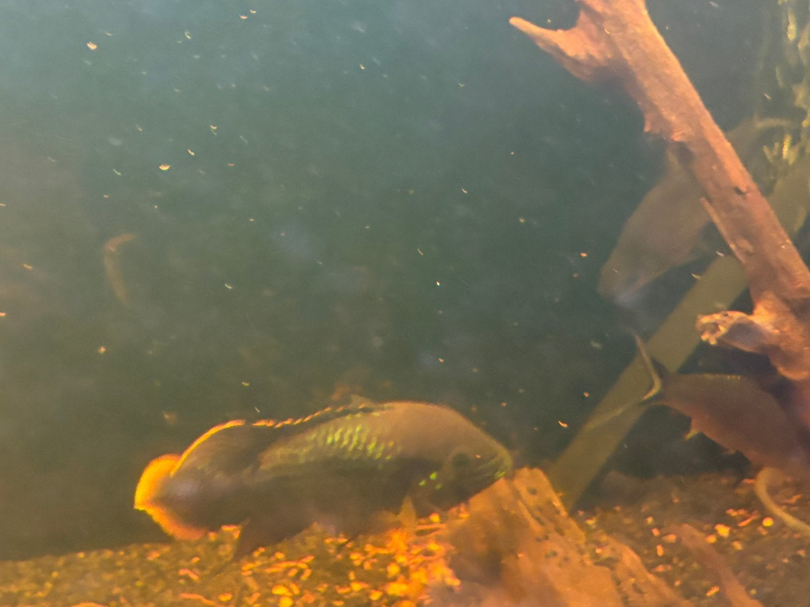 Poissons, Animaux & Accessoires, Poissons | Poissons d'aquarium, Poisson