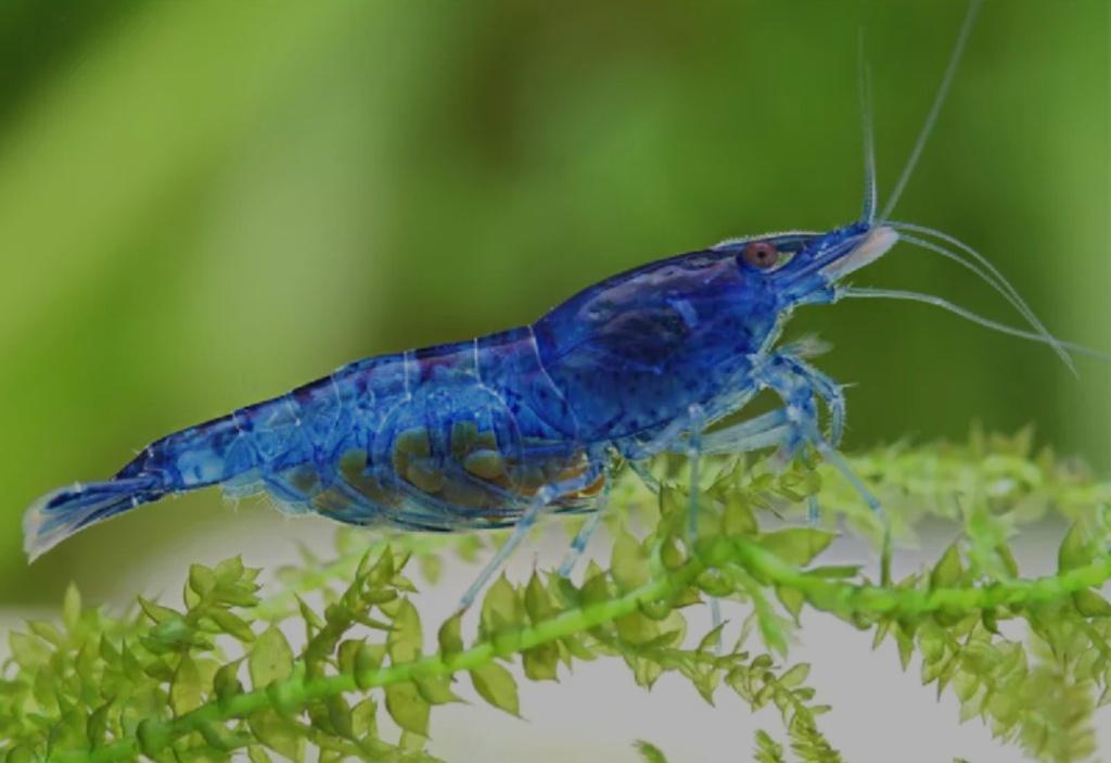 Crevettes bleues neocaridina