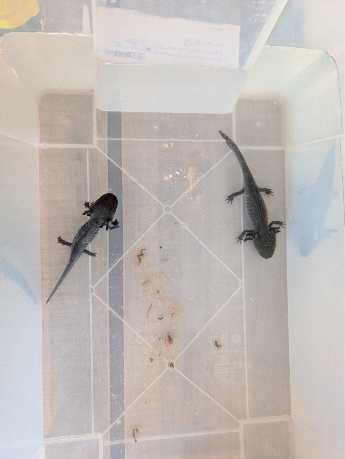 2 Axolotl, Animaux & Accessoires, Autres types, Poisson d'eau douce