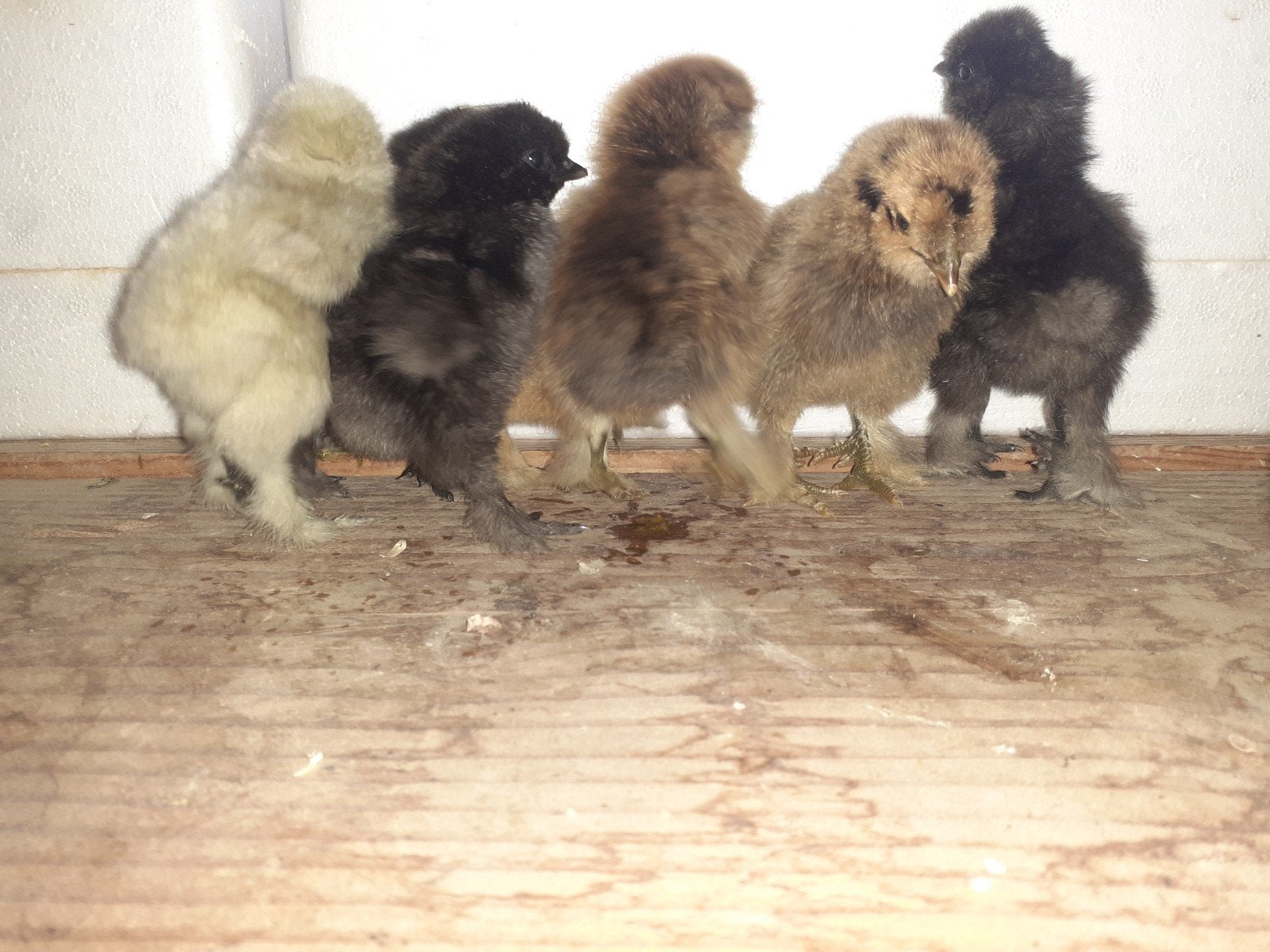 Zijdehoen kuikens 7,5€ stuk of 12 voor 40€!, Dieren en Toebehoren