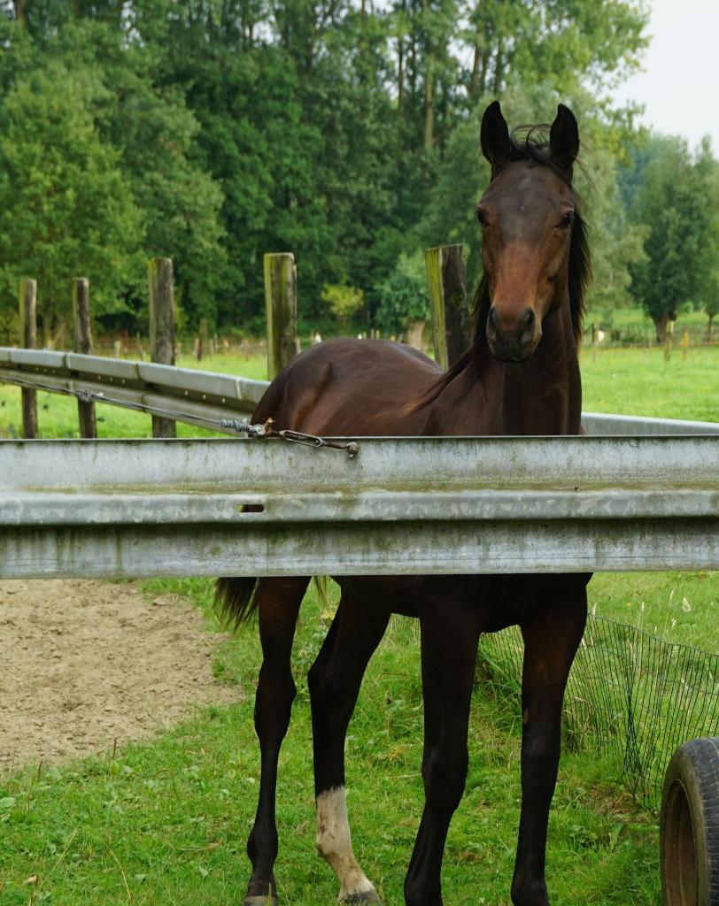 ik zoek een hoefsmidschort in leder(Bekapschort ).paarden, Enlèvement ou Envoi