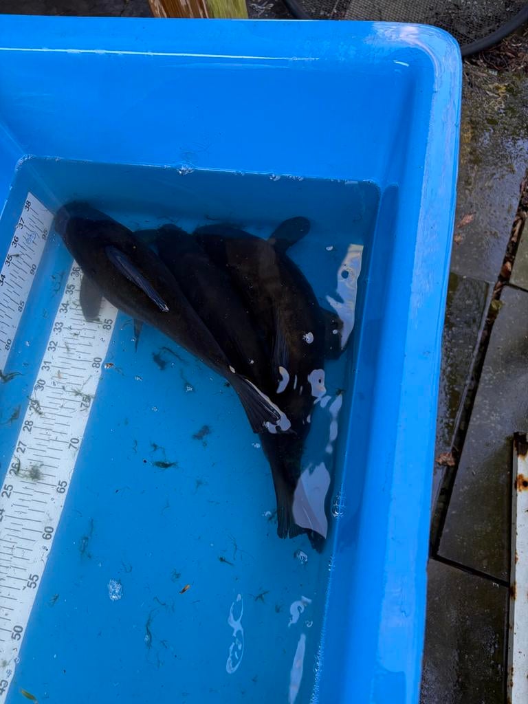 Gratis Zeelt en voorntjes., Dieren en Toebehoren, Karper of Koi