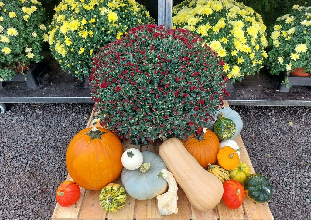 pompoenen en chrysanten, Enlèvement ou Envoi