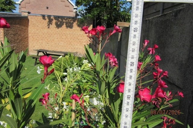 Oleander, Tuin en Terras, Planten | Tuinplanten, Ophalen, Vaste plant, Overige soorten, Halfschaduw