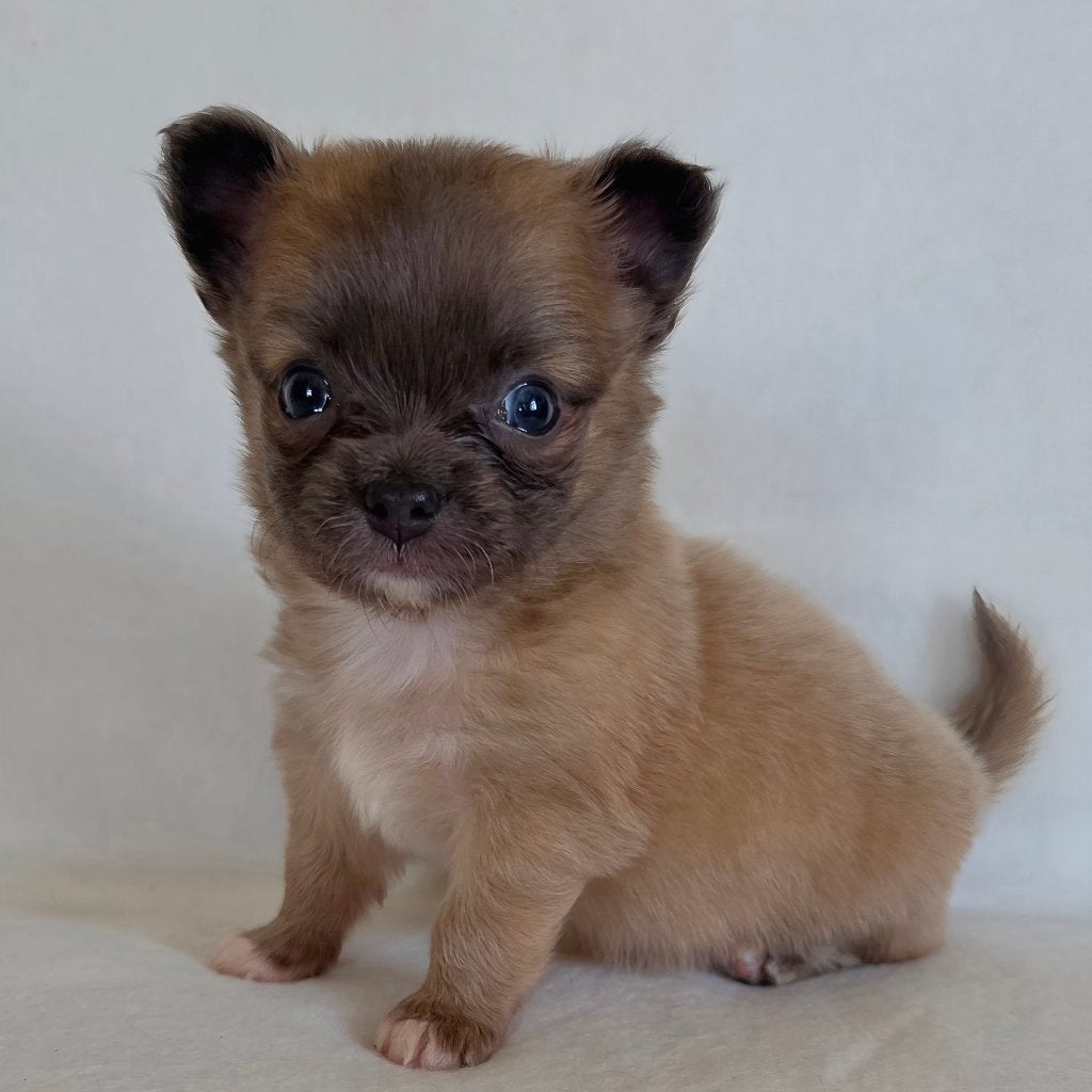 Chihuahua pup (reutje), Parvo, België, Particulier, Reu