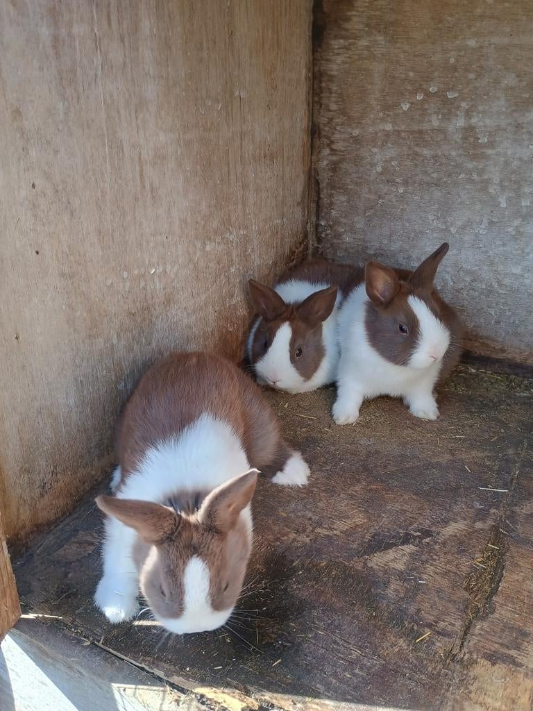 Hollander konijntjes, Meerdere dieren, Middelgroot, 0 tot 2 jaar
