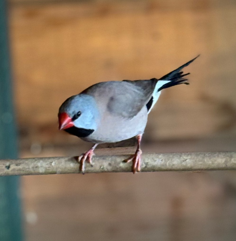 Spitsstaartamadine, Dieren en Toebehoren, Vogels | Overige Vogels, Meerdere dieren