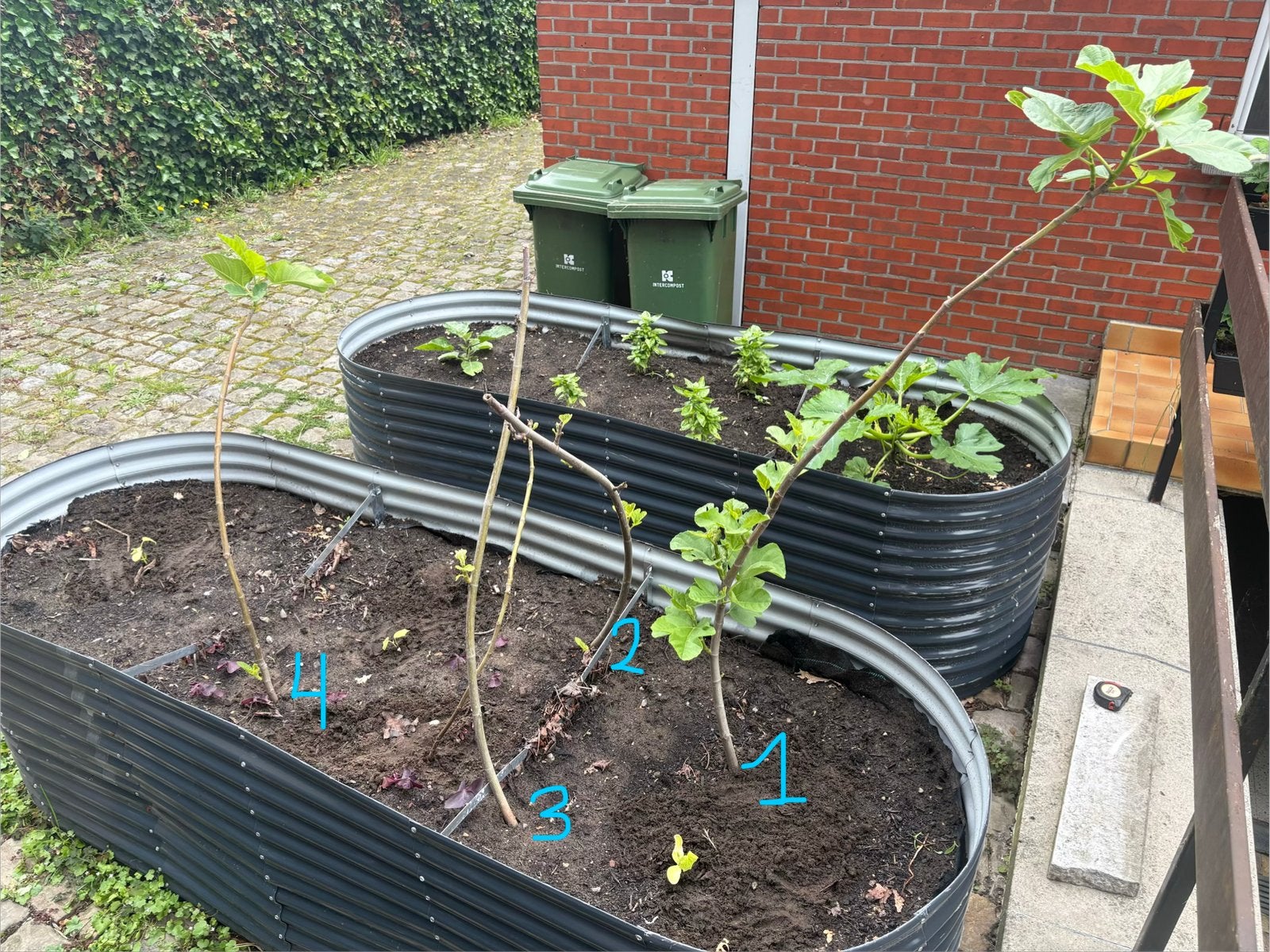 Vijgenboom, Ophalen