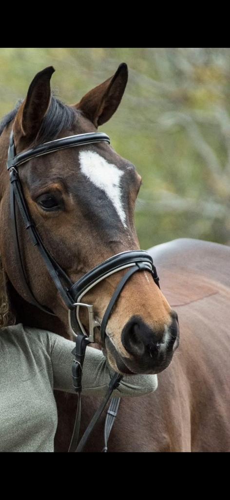 Fokmerrie uit bewezen sportlijn – Lamm de Fétan, Dieren en Toebehoren, Merrie, Springpaard, Met stamboom, M