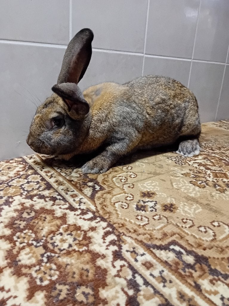DEKRIJPE    R A M M E L A A R S      VLEESKONIJNEN, Mâle, Taille moyenne, 0 à 2 ans