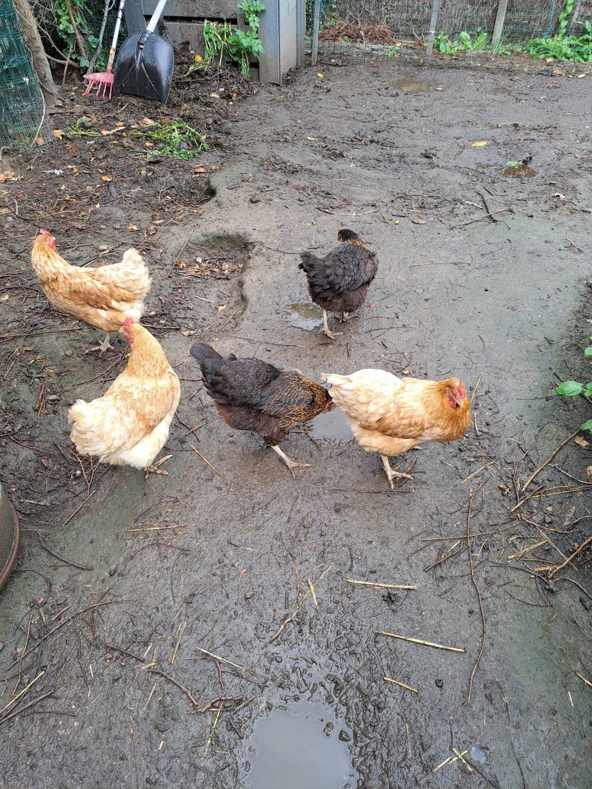 Poules pondeuse