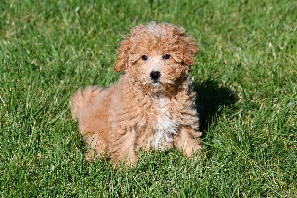 Maltipoo pups te koop