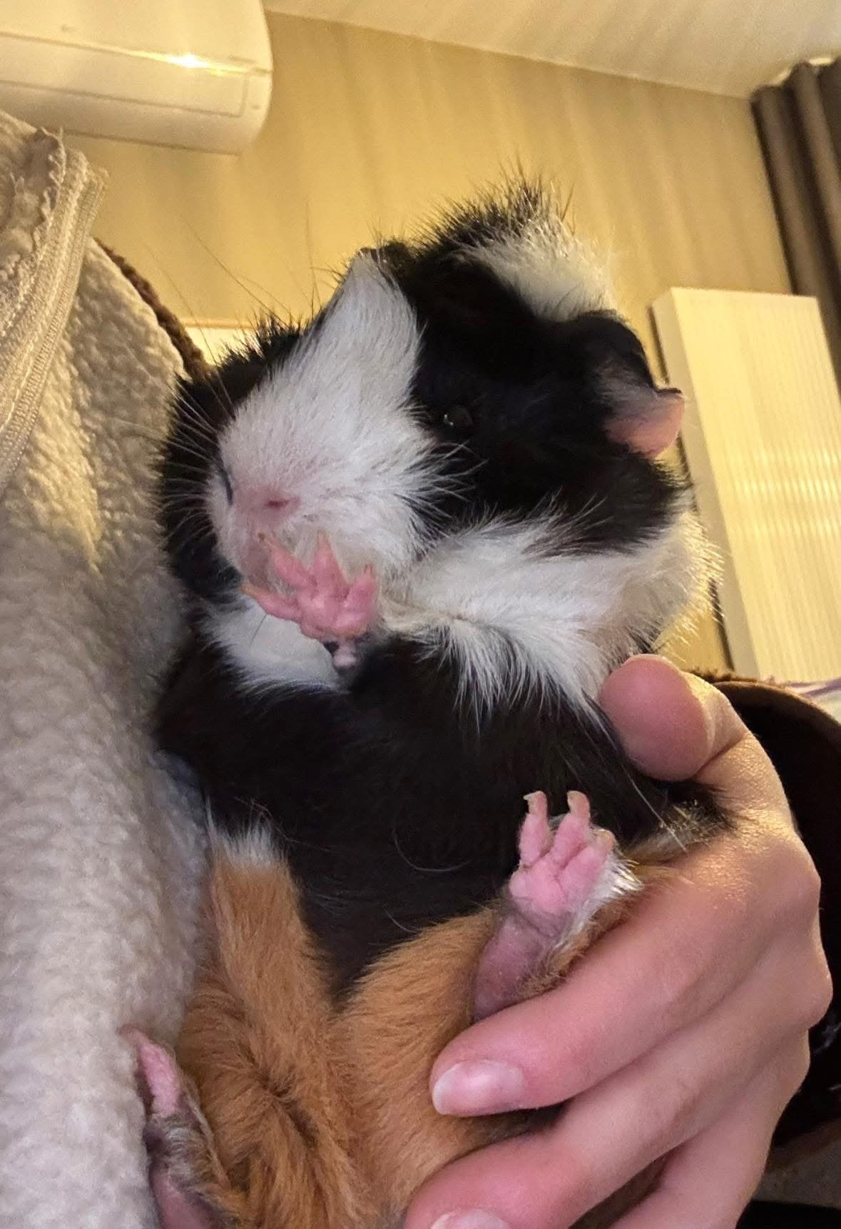 Cavia, Dieren en Toebehoren, Cavia, Mannelijk, Juli, Tam