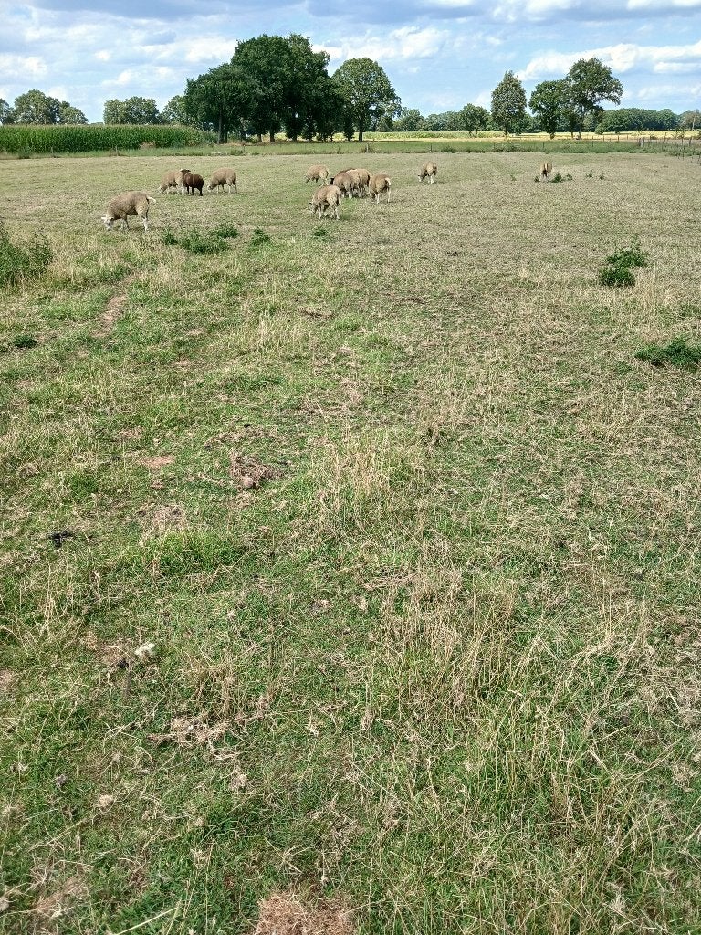 schapen, Dieren en Toebehoren, Meerdere dieren, Schaap, 0 tot 2 jaar
