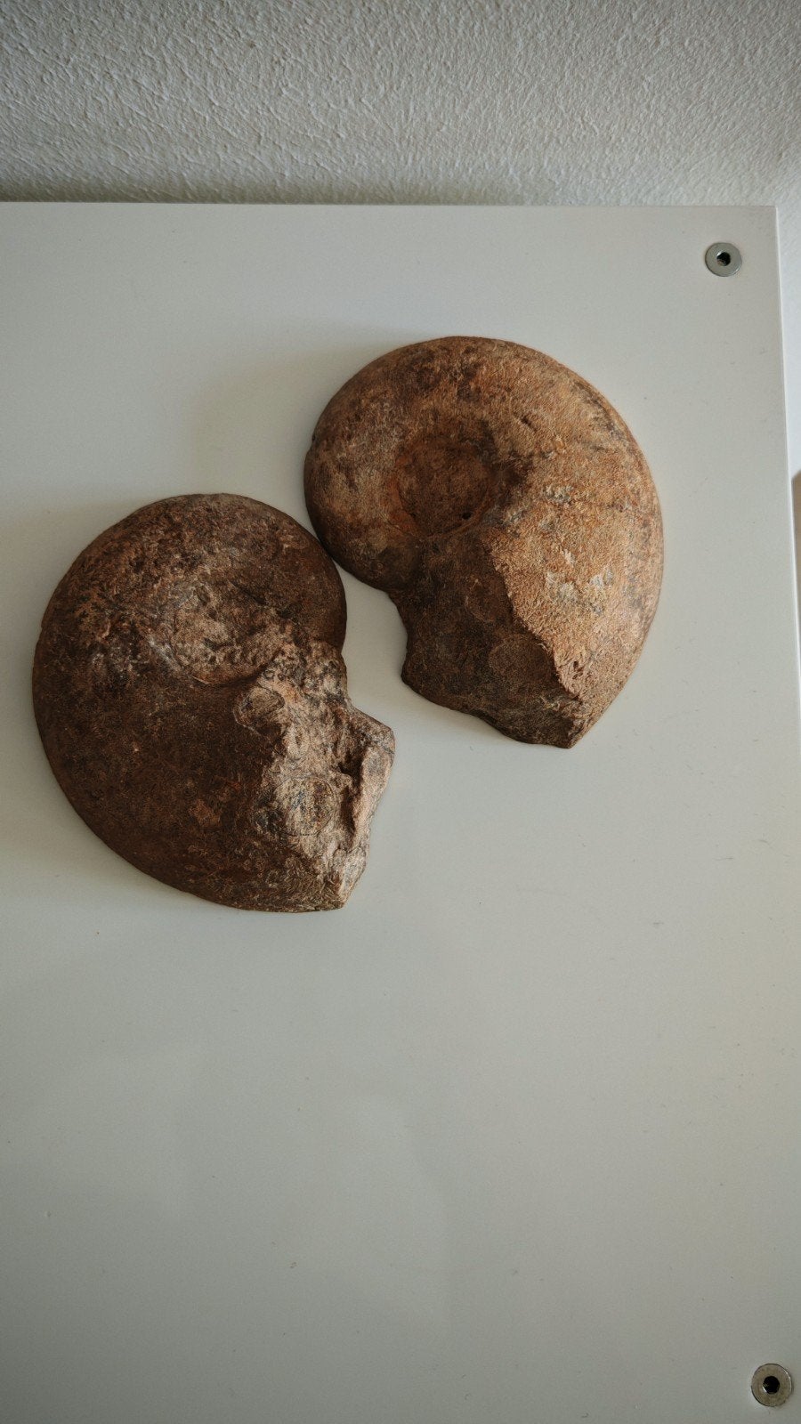 Ammonite 16cm, Enlèvement ou Envoi
