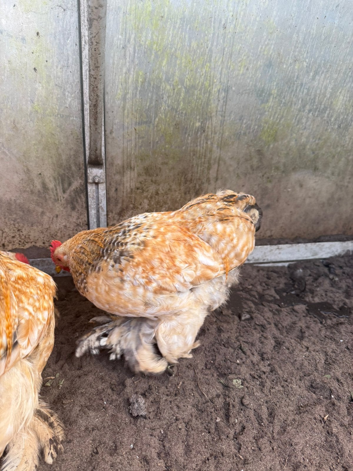 Cochin coqs, Mâle, Poule ou poulet