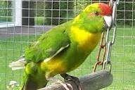 kakarikki, Dieren en Toebehoren, Parkiet