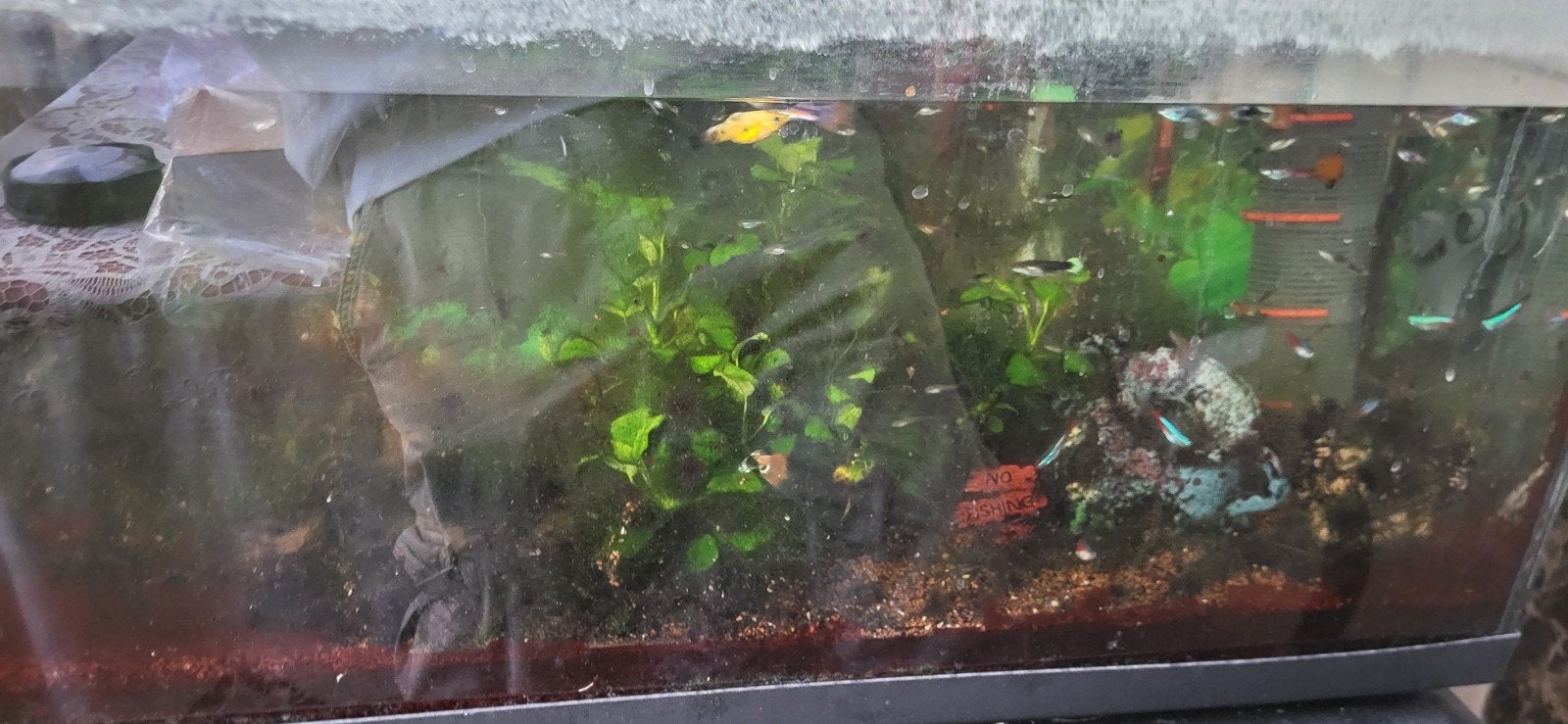 aquiarium te koop + vissen