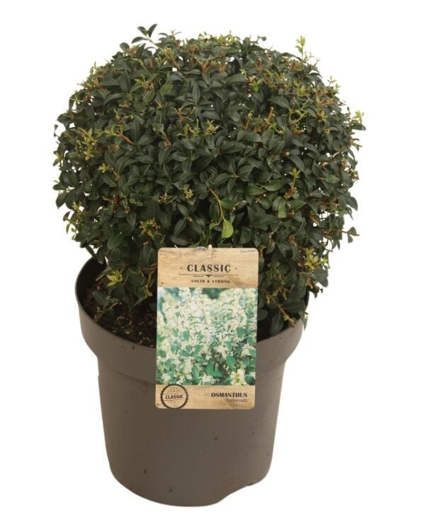 ‼️osmanthus Burkwoodii bollen  ‼️, Tuin en Terras, Ophalen