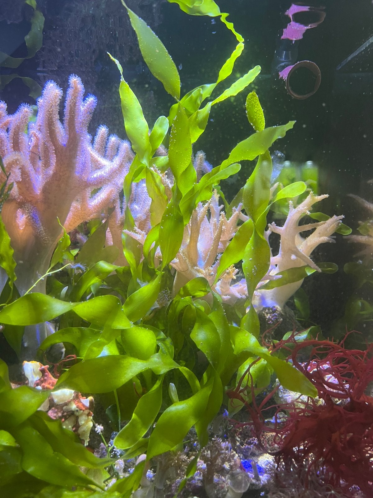 aulerpa prolifera :   macro alg zee aquarium, Dieren en Toebehoren, Ophalen