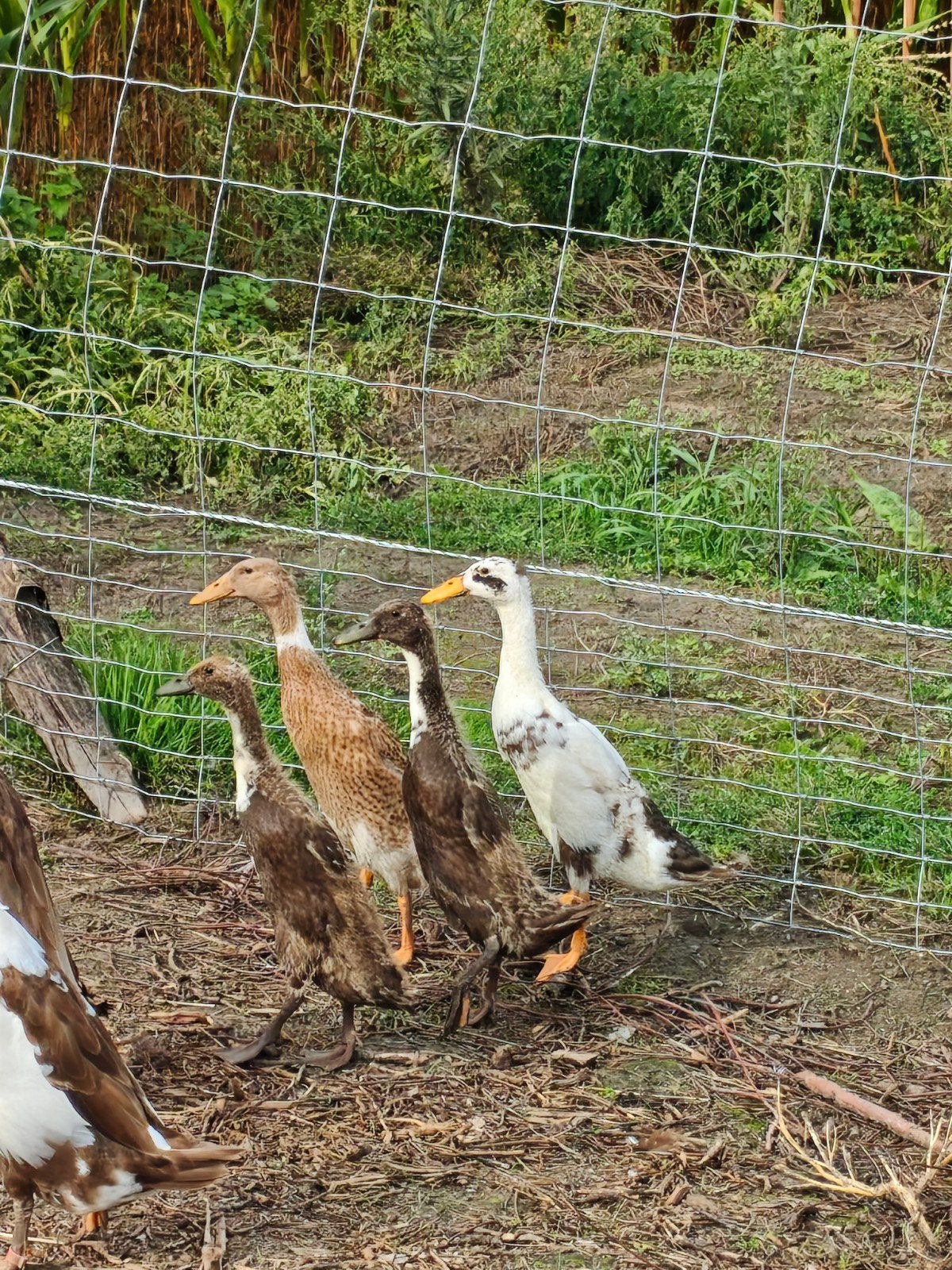 4 jonge Indische loopeenden, Dieren en Toebehoren, Pluimvee, Geslacht onbekend