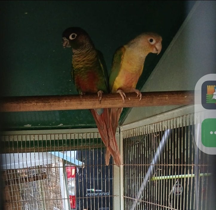 Pyhurra, Plusieurs animaux, Perruche, Bagué