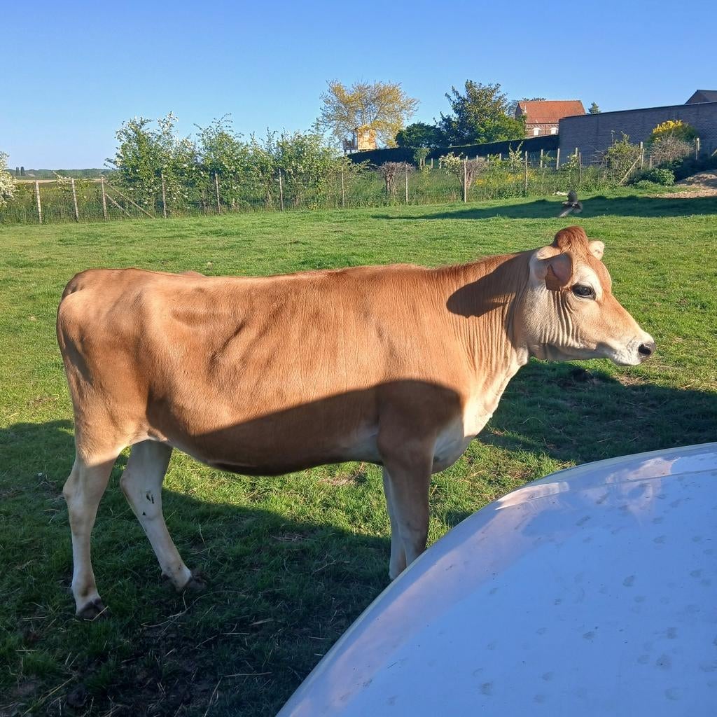 Prachtige lieve jersey vaars gereserveerd, Animaux & Accessoires, Bovins