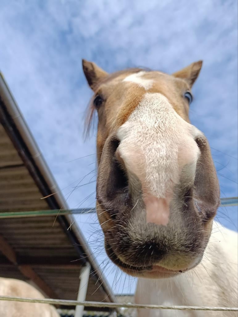 Bijrijder gezocht voor c pony ‼️WIJ WONEN IN GEEL‼️, Dieren en Toebehoren, Merrie, Minder dan 160 cm, Niet van toepassing, 11 jaar of ouder