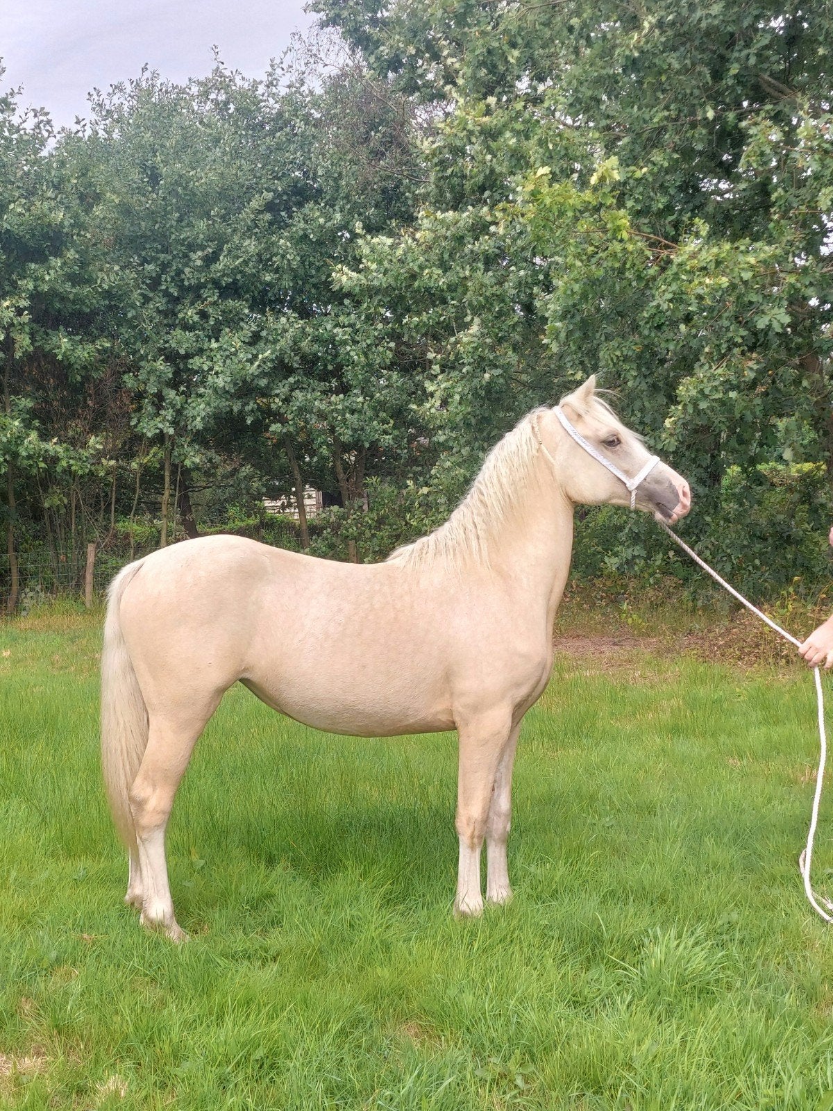 Brave jaarling Welsh Cob pony, Jument, Non dressé, Poney D (1.37 m à 1.48m), Avec pedigree