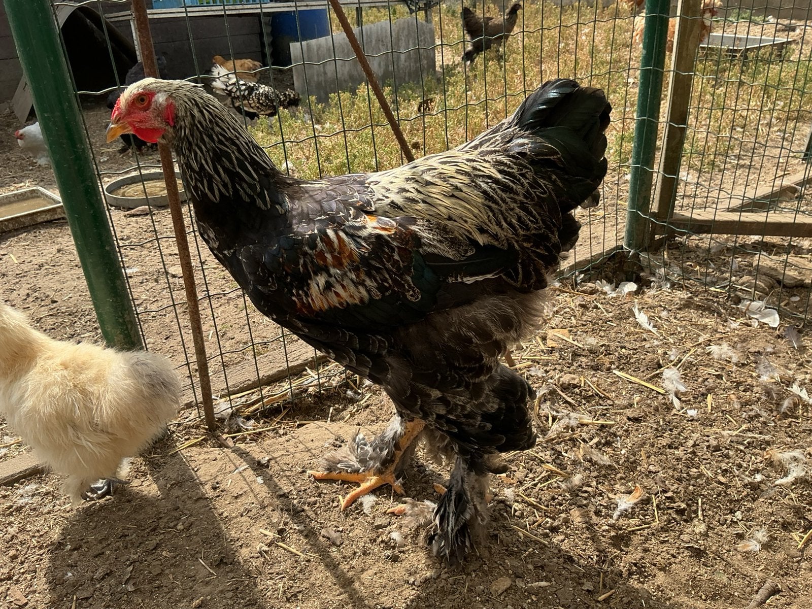 Brahma hanen, Dieren en Toebehoren, Pluimvee