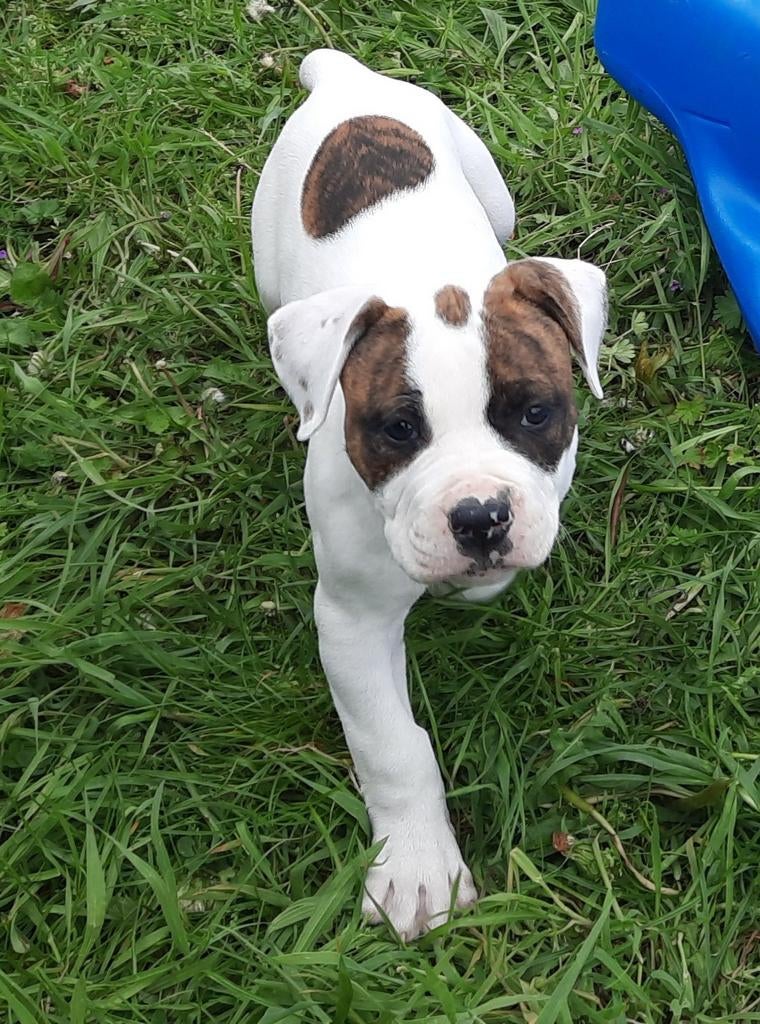 Standaard Amerikaanse bulldog pups, Dieren en Toebehoren, Parvo, België, Fokker | Hobbymatig, 8 tot 15 weken