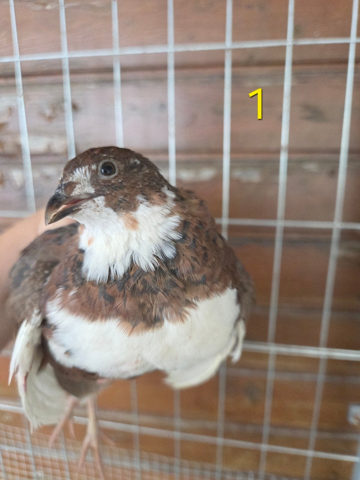 Japanse celadon kwartels - 7 hennen + 1 kuiken, Dieren en Toebehoren, Pluimvee