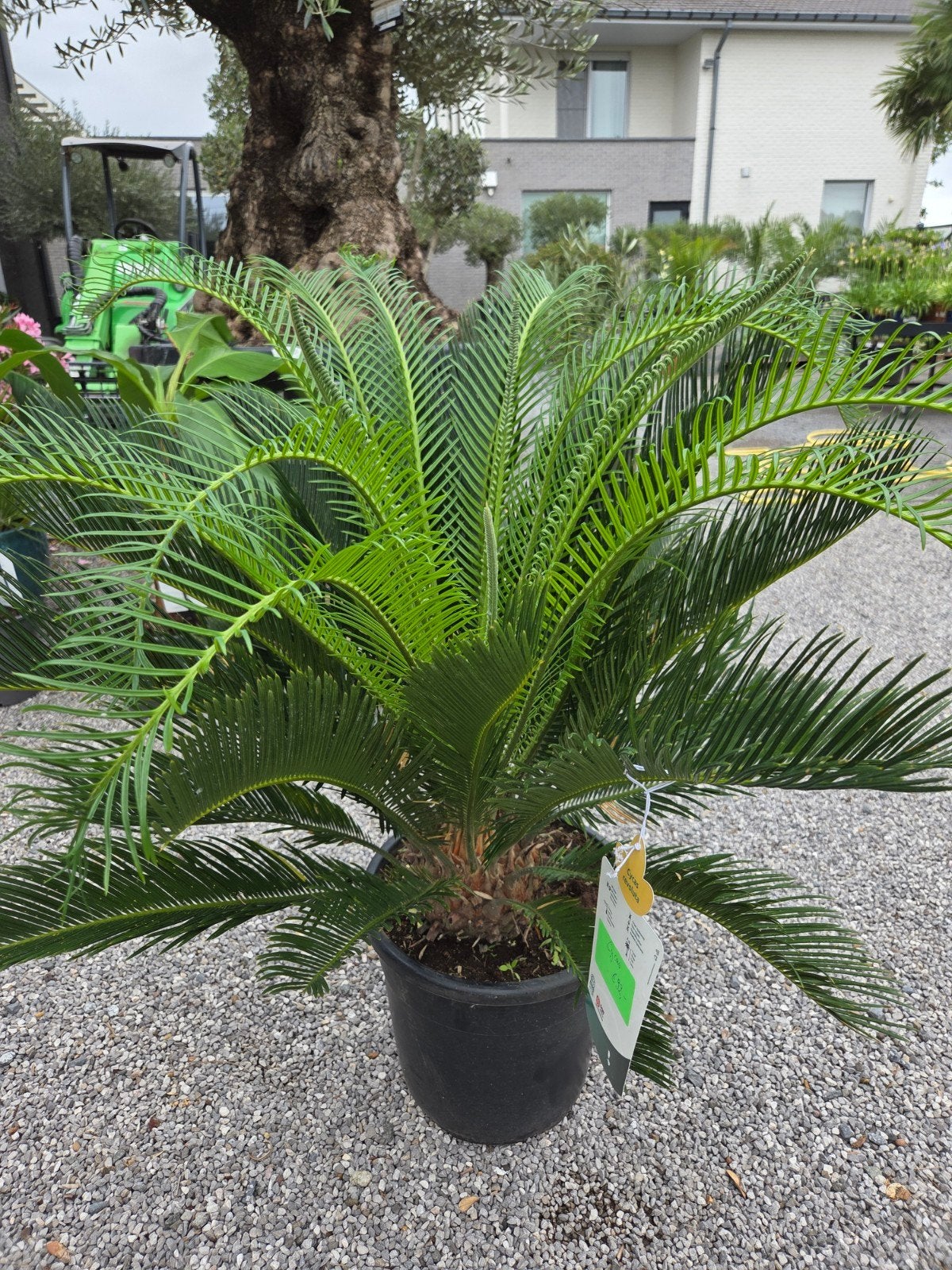 Palmboom Cycas Revoluta 2 stam, Tuin en Terras, Planten | Tuinplanten, Ophalen, Halfschaduw