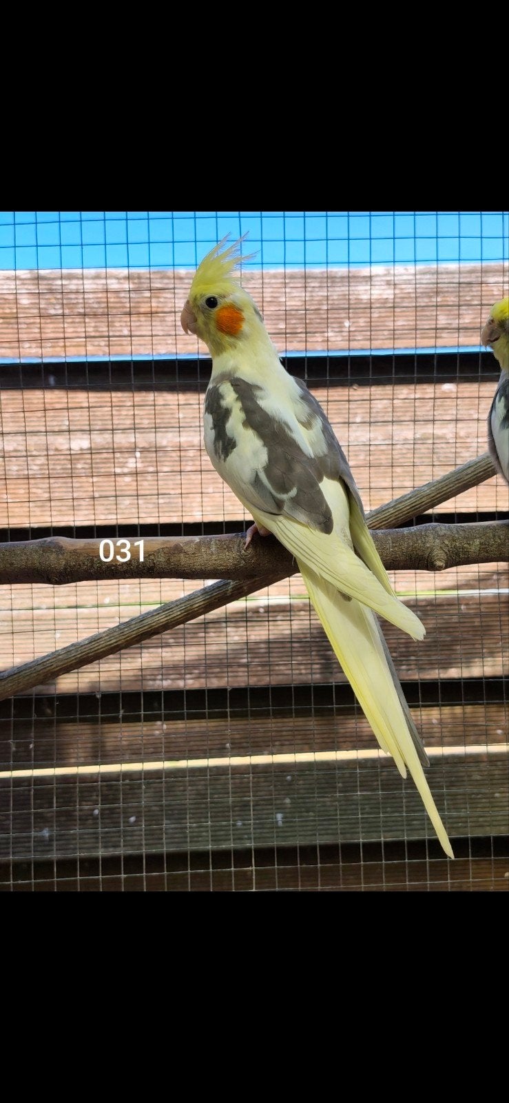 Jonge valkparkieten, Bagué