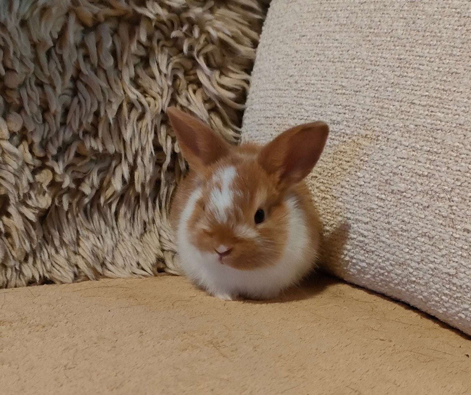 dwerg konijntjes minilop x leeuwenkopje, Dieren en Toebehoren, Meerdere dieren, Klein, 0 tot 2 jaar