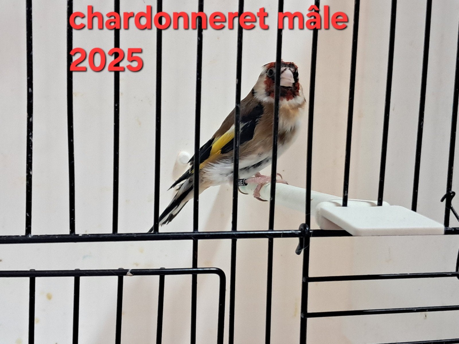 lire l'annonce svp merci, Animaux & Accessoires, Enlèvement ou Envoi