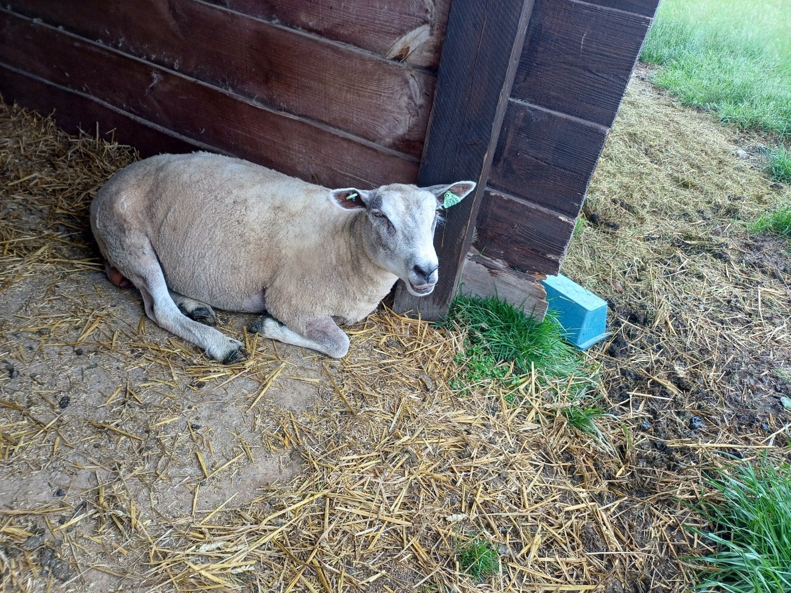 Brebis texel 18 mois, Animaux & Accessoires, Moutons, Chèvres & Cochons