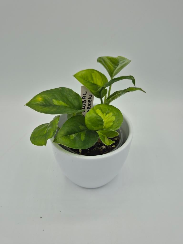 Epipremnum global green, Huis en Inrichting, Kamerplanten, Ophalen of Verzenden