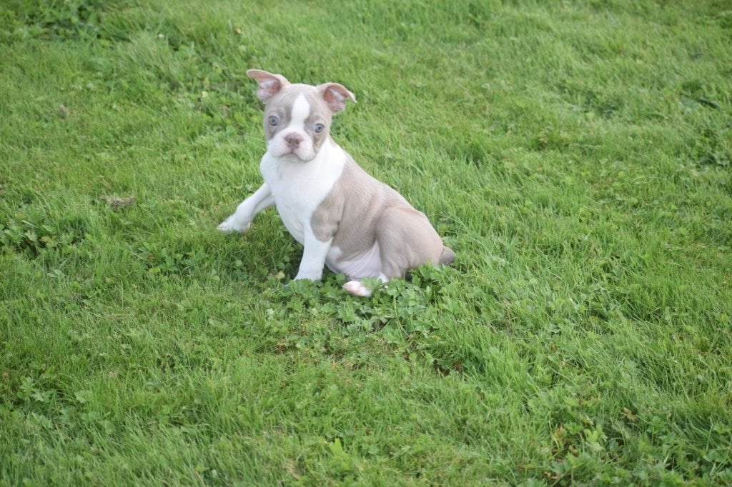 Boston terrier pups, Dieren en Toebehoren, België, 15 weken tot 1 jaar, CDV (hondenziekte), Bulldog