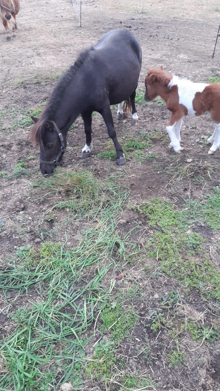 chetlander merrie met merrie veulen, Animaux & Accessoires, Poneys, Jument