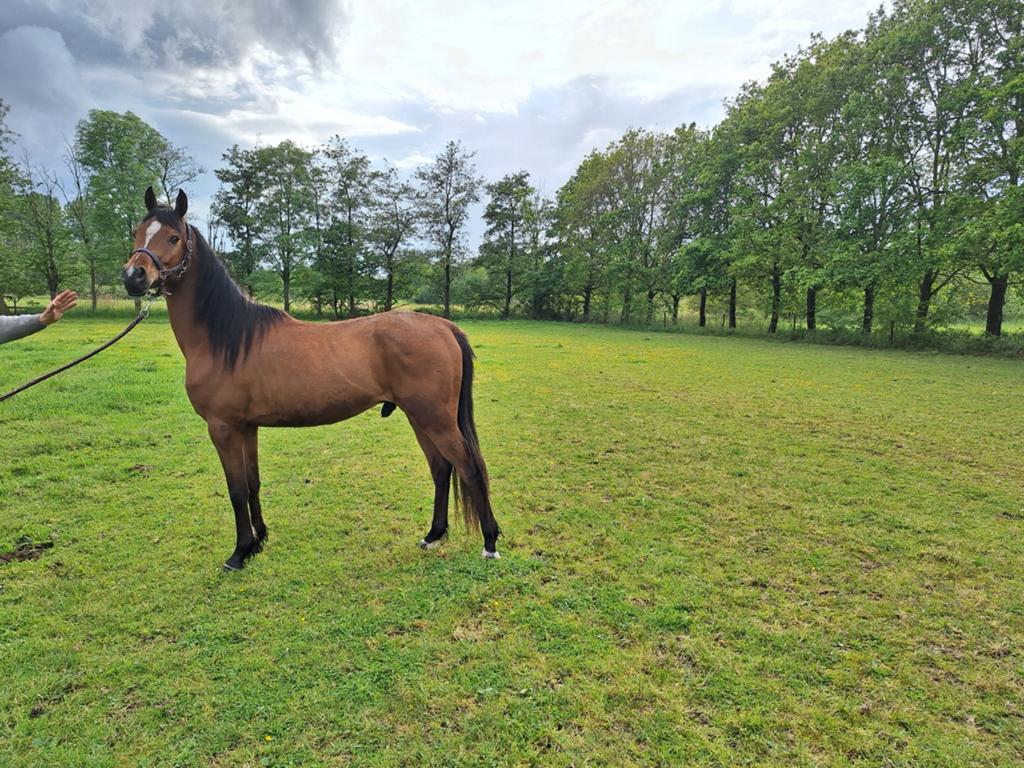 Arabier, Animaux & Accessoires, Chevaux, Débourré