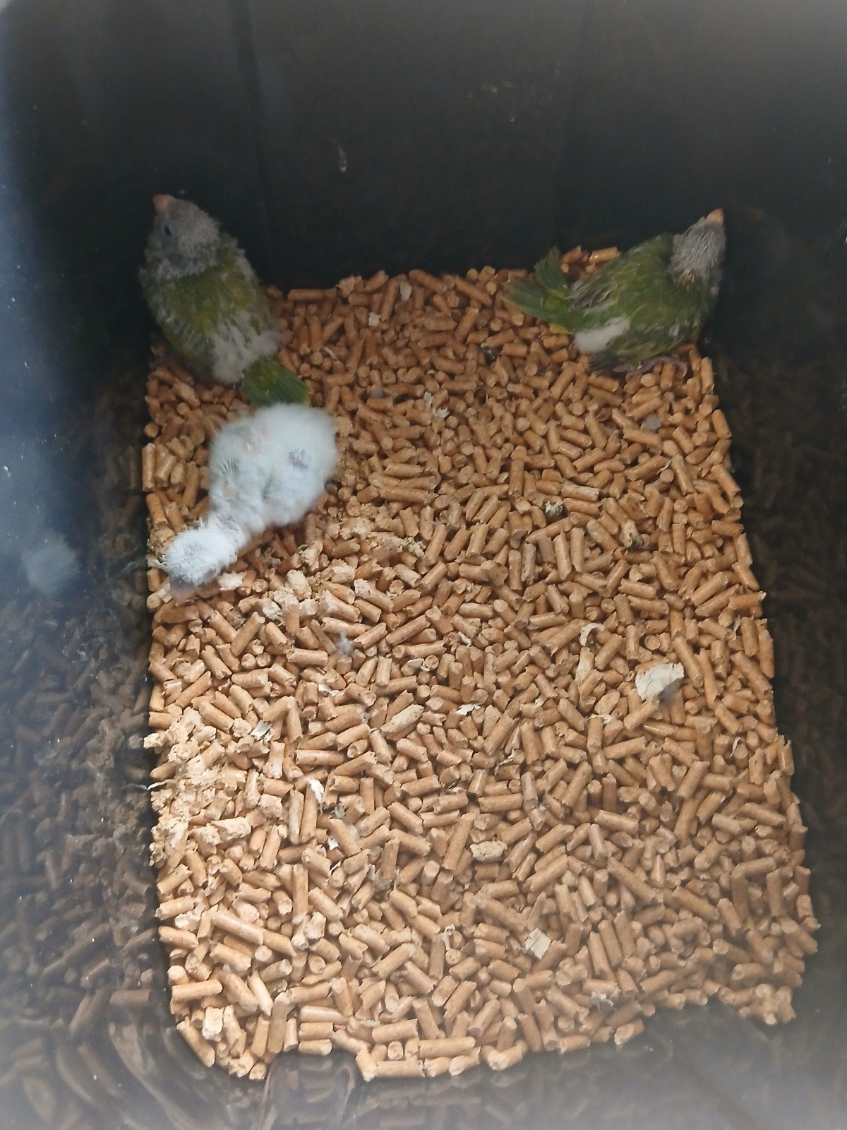Kakarikis voor handopfok, Geslacht onbekend, Parkiet, Tam